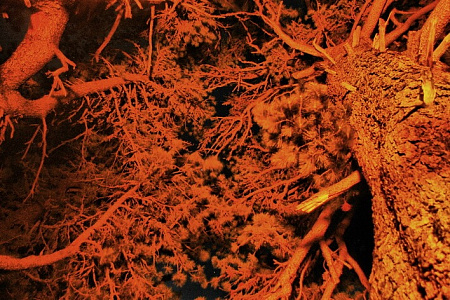 Тour équestre -  Russie Altaï  «Altai au galop»