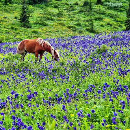 Тour équestre -  Russie Altaï «Lacs de Karakol - lac d’Ouymen»