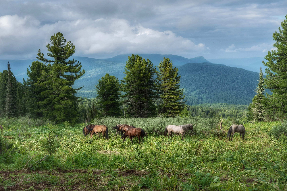  Russian Altay, Siberia. Horseback riding trip «Altai Mountains at a glance»