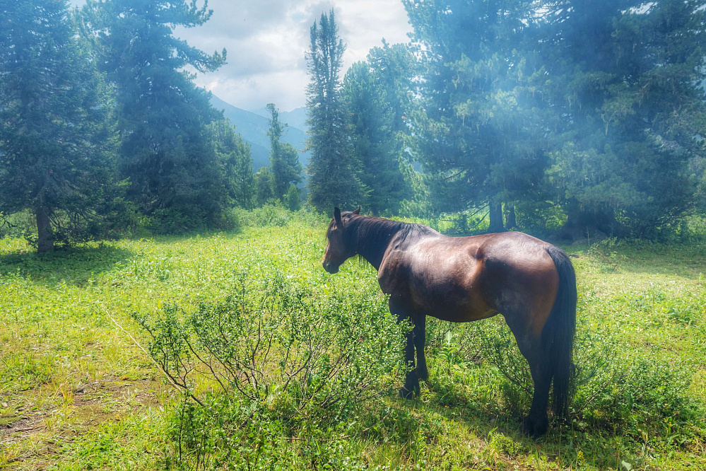 Конный тур «Алтай — страна Чудес»