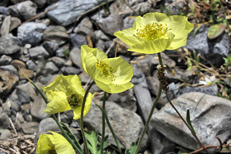 Конный тур «Шавлинские озера — на пути в Шамбалу»