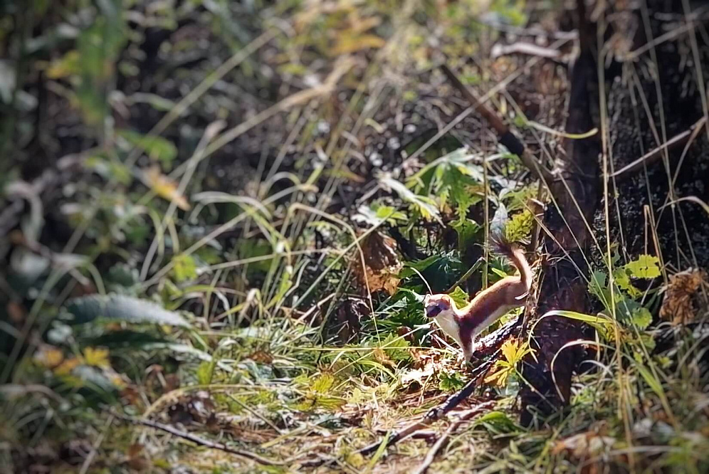 Тour équestre -  Russie Altaï «d'Anylu»