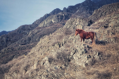 Конный тур «Зимний Алтай» с посещением таёжной заимки