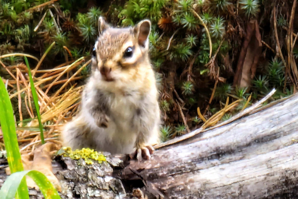 Подарочный сертификат «Маяк Алтая»