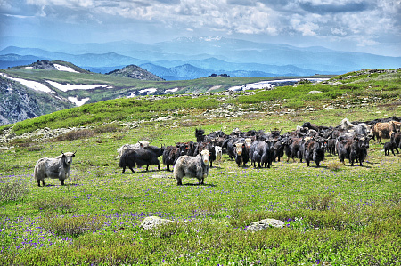 Конный тур по Алтаю «Каракольские озера — кольцевой»