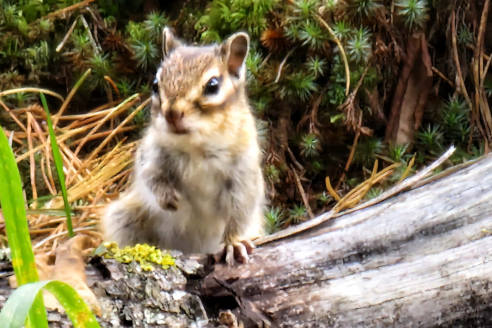 Russian Altay, Siberia. Horseback riding trip Uymen’ Lake – the heart of Altaу Mountains