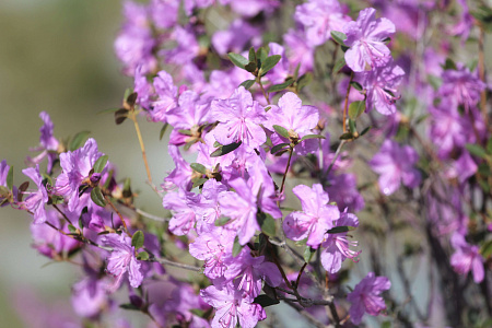 «Алтай  —  тур выходного дня» или «Майские на Алтае» 2026