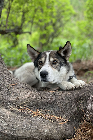 Конный тур «Уймень-озеро — сердце Алтая»