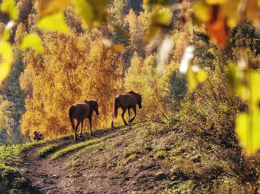 Авто - конный тур "Осенний Алтай"