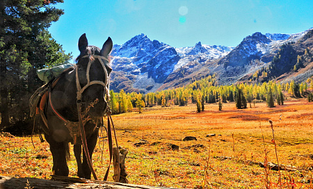 Конный тур по Горному Алтаю «Тальменное озеро»