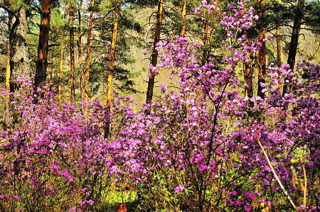 «Алтай  —  тур выходного дня» или «Майские на Алтае» 2026