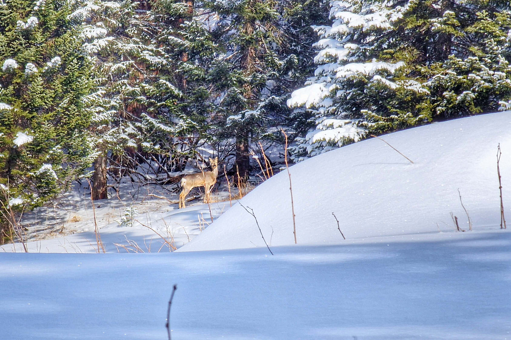 Снегоходная прогулка «Алтай: два перевала»