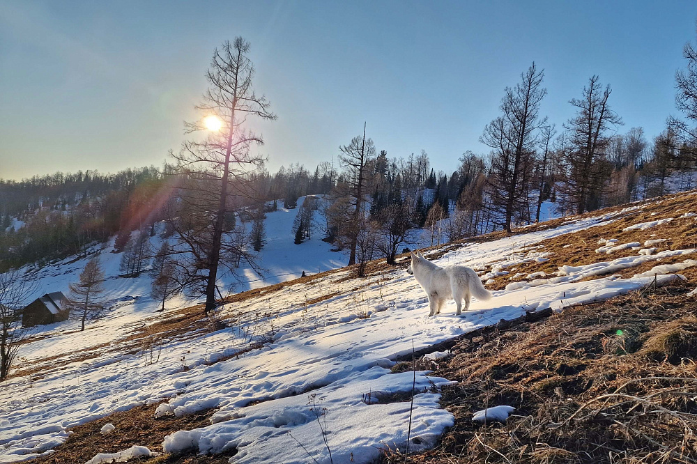 Altai - winter fairytale