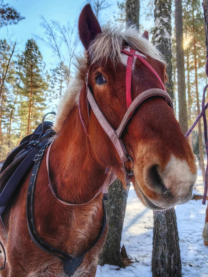 Авторский конный-коктейль тур «Легенды Алтая»