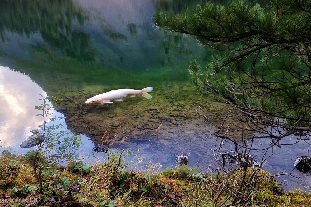 Конный тур «Алтай — страна Чудес»