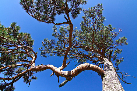Конный тур для опытных всадников «Галопом по Алтаю»