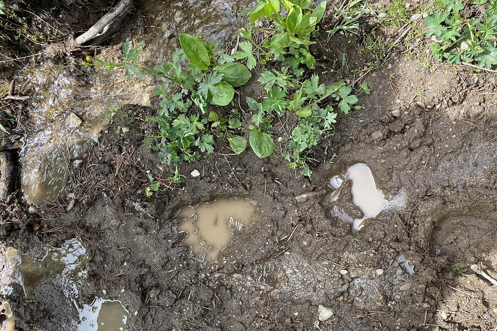 Тour équestre -  Russie Altaï «Lacs de Karakol - lac d’Ouymen»