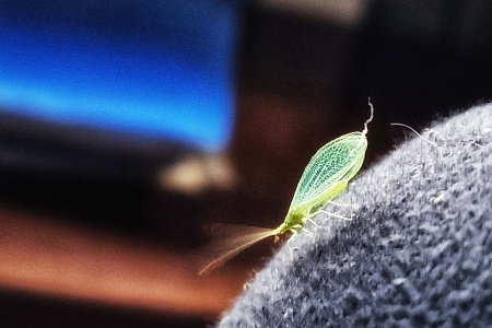 «Алтай  —  тур выходного дня» или «Майские на Алтае» 2026