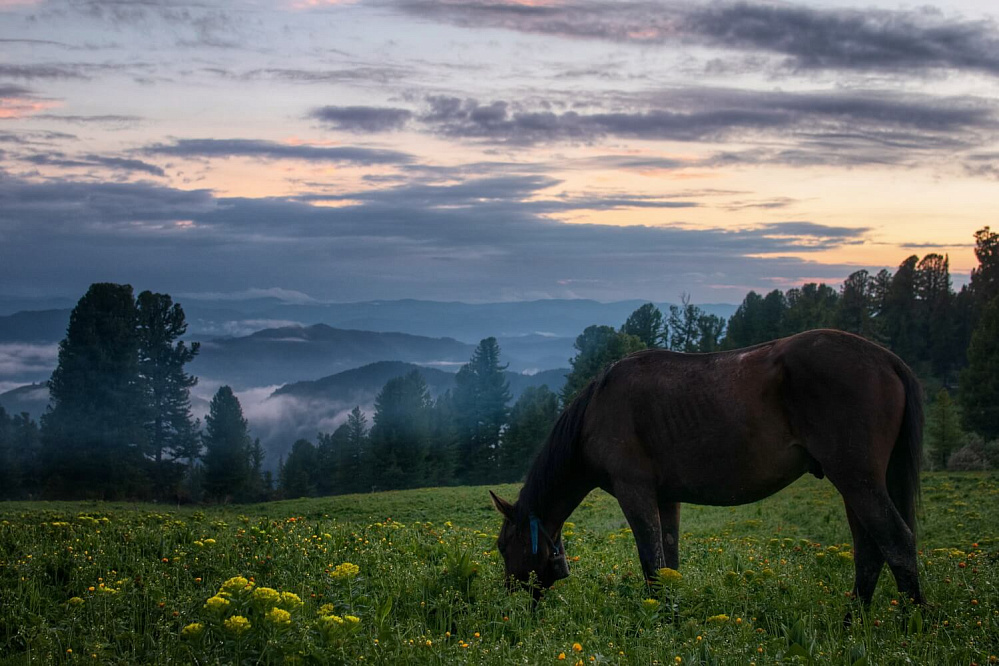 Russian Altay, Siberia. Horseback riding trip «Anylu – wonderful Altay valley»