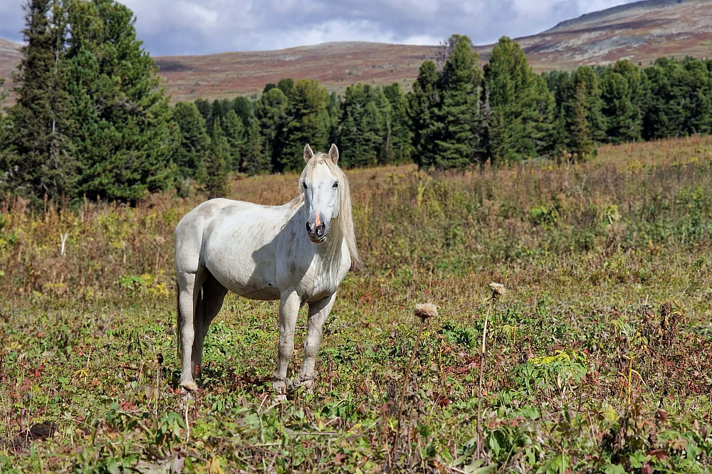 Конный тур «Алтай — страна Чудес»