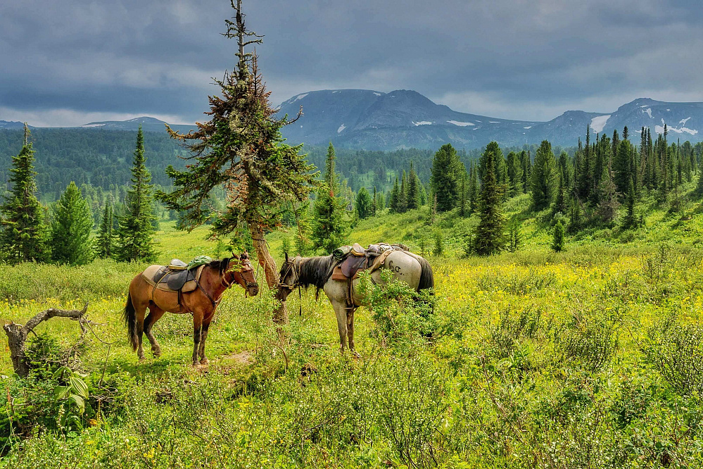  Russian Altay, Siberia. Horseback riding trip «Altai Mountains at a glance»
