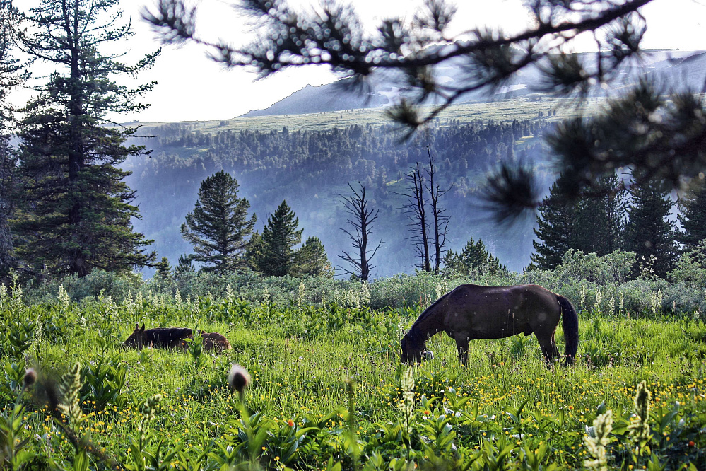 Конный тур «Алтай — страна Чудес»