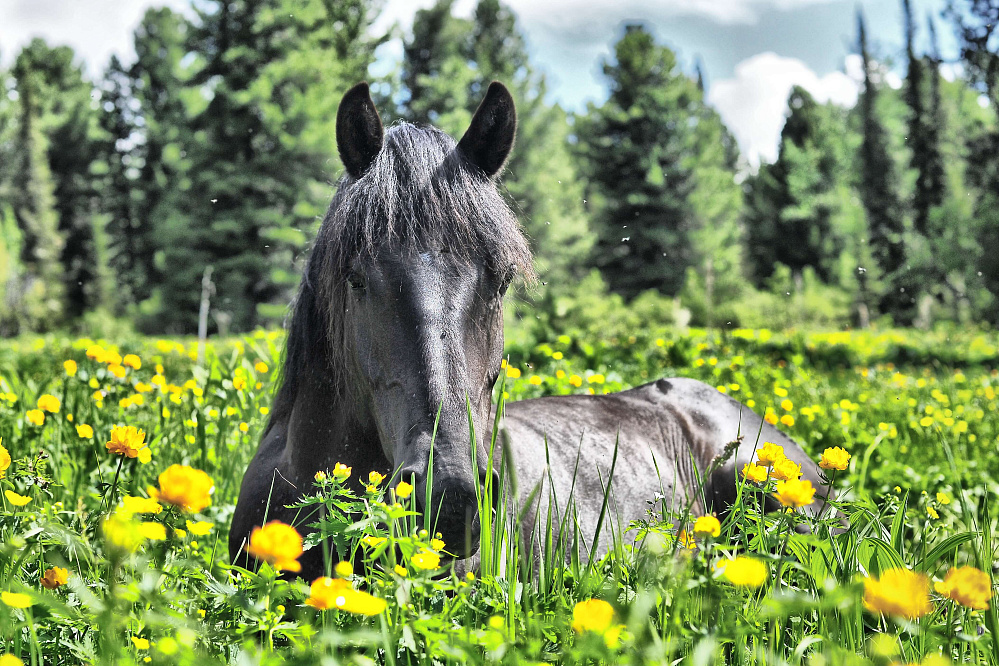 Конный тур «Алтай — страна Чудес»