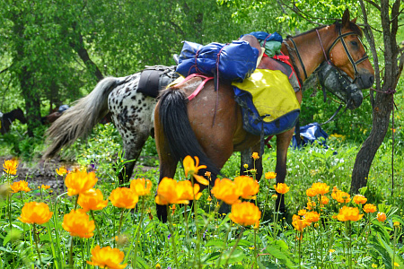 Russian Altay, Siberia. Horseback riding trip Karakol’skie Lakes (loop ride)