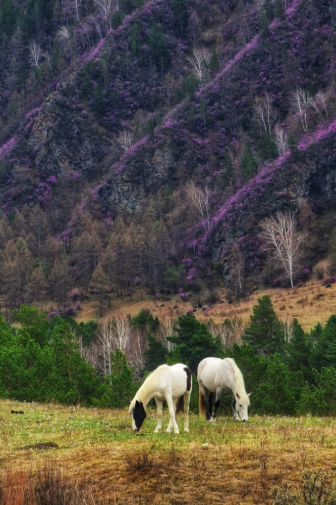 «Алтай  —  тур выходного дня» или «Майские на Алтае» 2026