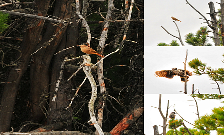 Конный тур по Горному Алтаю «Тальменное озеро»