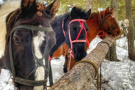 «Алтай: Новый год | 23 февраля | 8 марта» - конный тур