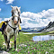 Russian Altay, Siberia. Horseback riding trip Karakol’skie Lakes (loop ride)