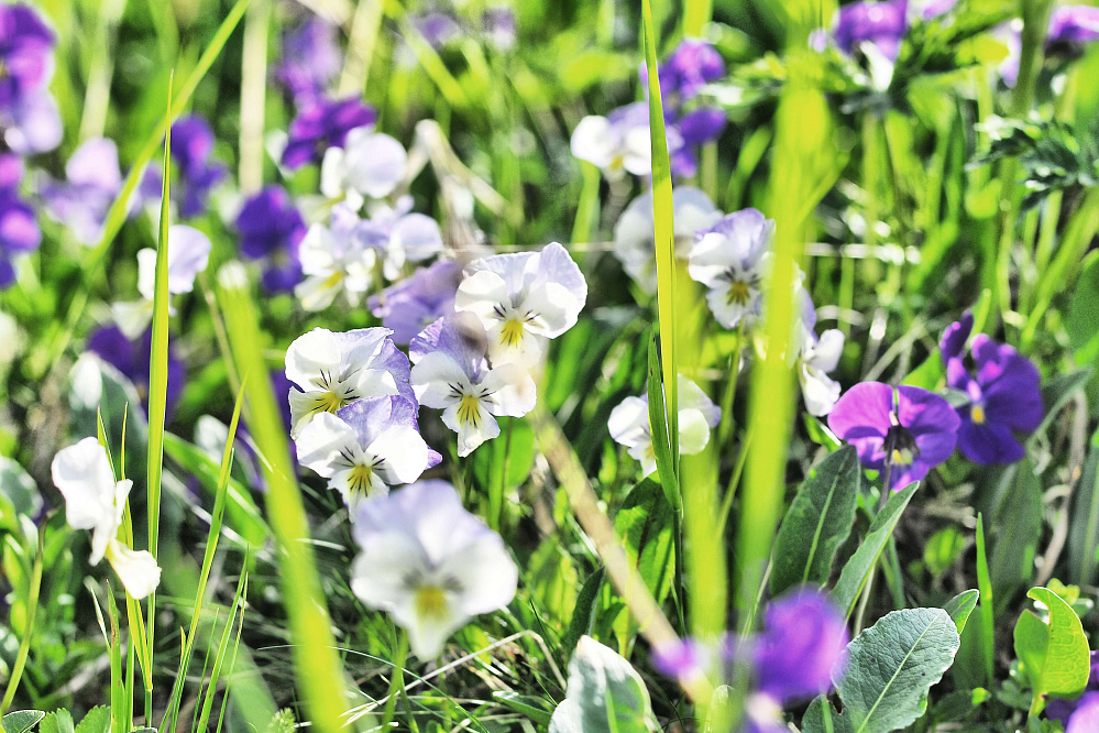 Конный тур «Алтай — страна Чудес»