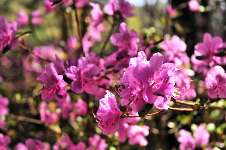 «Алтай  —  тур выходного дня» или «Майские на Алтае» 2026