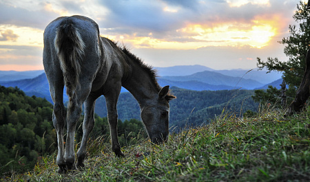 Активный тур по Алтаю «От Катуни до Каракольских озер»