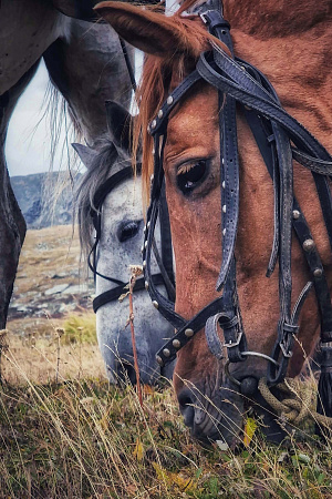 Russian Altay, Siberia. Horseback riding trip «Anylu – wonderful Altay valley»