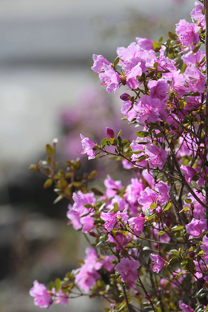 «Алтай  —  тур выходного дня» или «Майские на Алтае» 2026