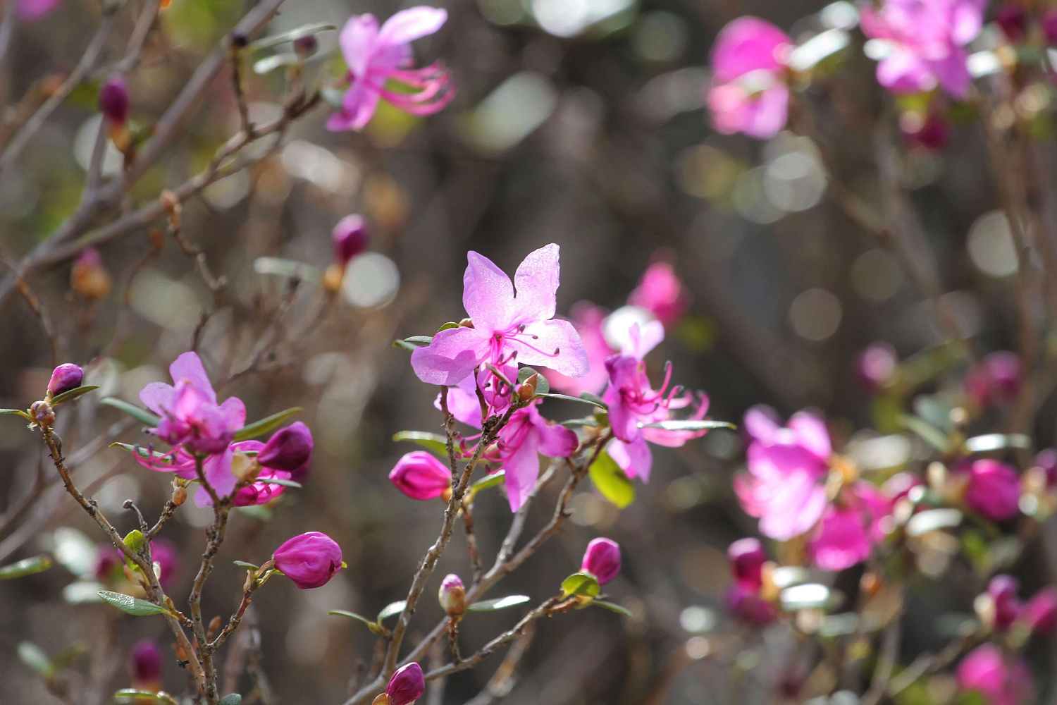 Автомобильно-пешая экскурсия «Чуйский тракт - красивейшая дорога мира»