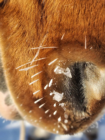 Авторский конный-коктейль тур «Легенды Алтая»