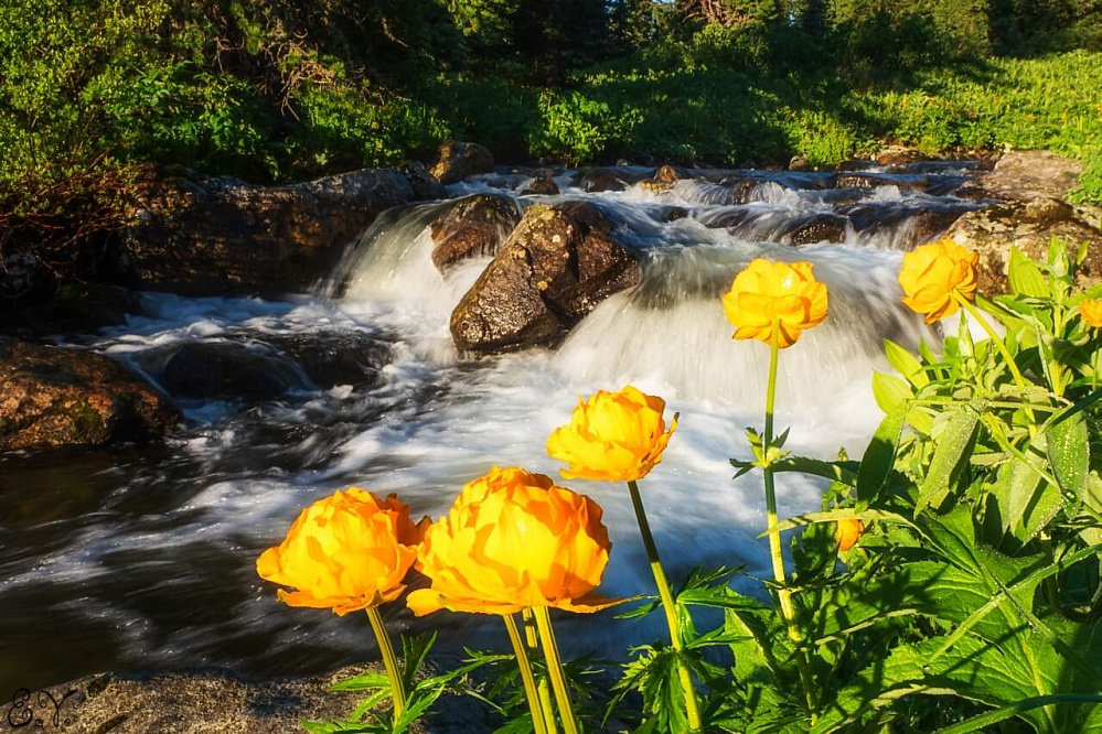 Russian Altay, Siberia. Horseback riding trip «Anylu – wonderful Altay valley»