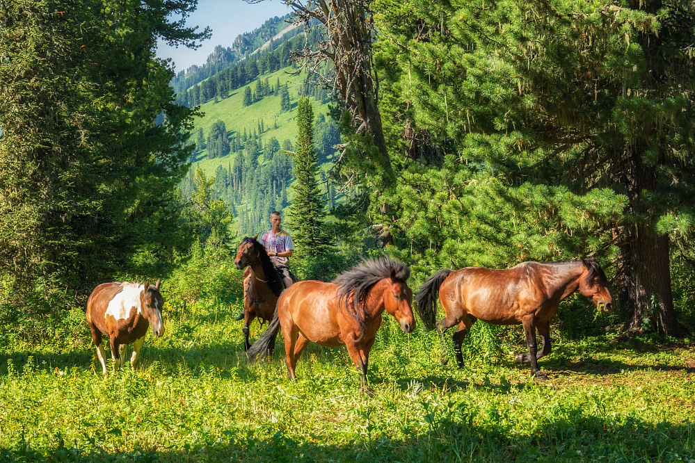 Конный тур «Алтай — страна Чудес»