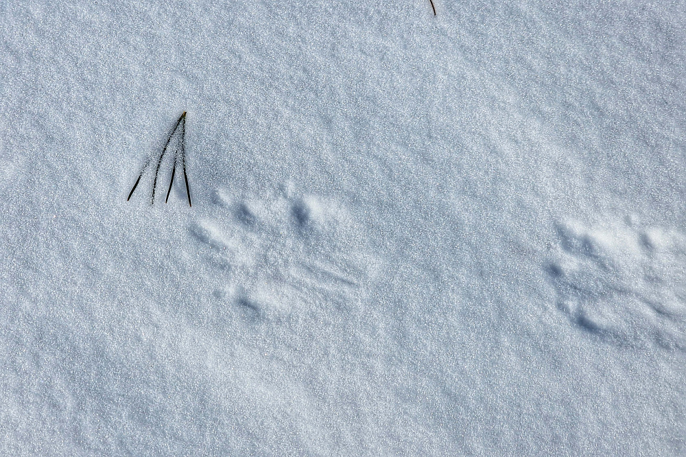 «На снегоходах к озеру Манас» - Алтай