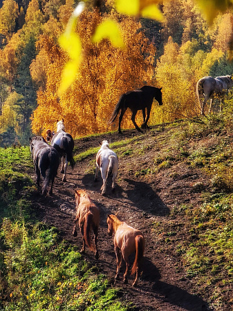 Авто - конный тур "Осенний Алтай"